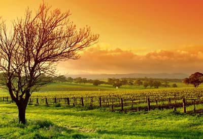 Adelaide Attractions